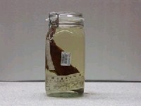 藏品(花尾帶(魚翁))的圖片